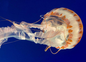 The At Monterey Bay Aquarium outside