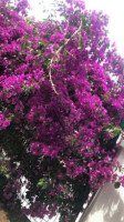 Le Bougainvillier outside