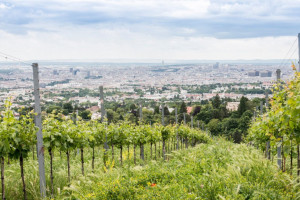 Weingut Cobenzl food