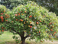 Smeaton Nursery Gardens And Tea Shop food