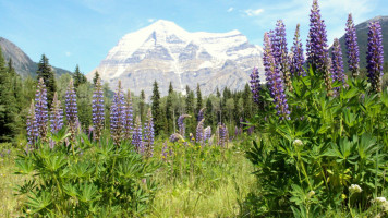 Cafe Mount Robson inside