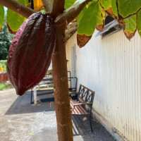 Old Sugar Mill Brand Waialua Coffee outside