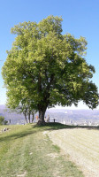 Auberge Communale de St-Legier outside