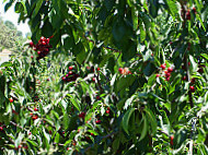 Cerezas En Los Alrededores De El Torno food