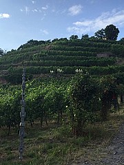 Weingut DREI HERREN