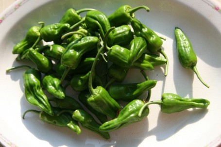 Padron Peppers