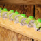 Green Dragon Roll (8 Pieces) Chāo Jí Lǜ Lóng Juǎn