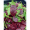 Large Beetroot Salad