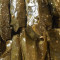 Grape Leaves (2)