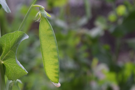 Sugar Snap Peas