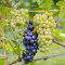 Blomster, Pinot Noir, Sonoma Coast, Californien