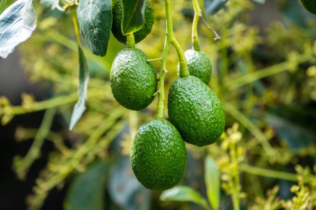 3 Oz Guacamole