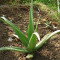 Aloe Vera Juice